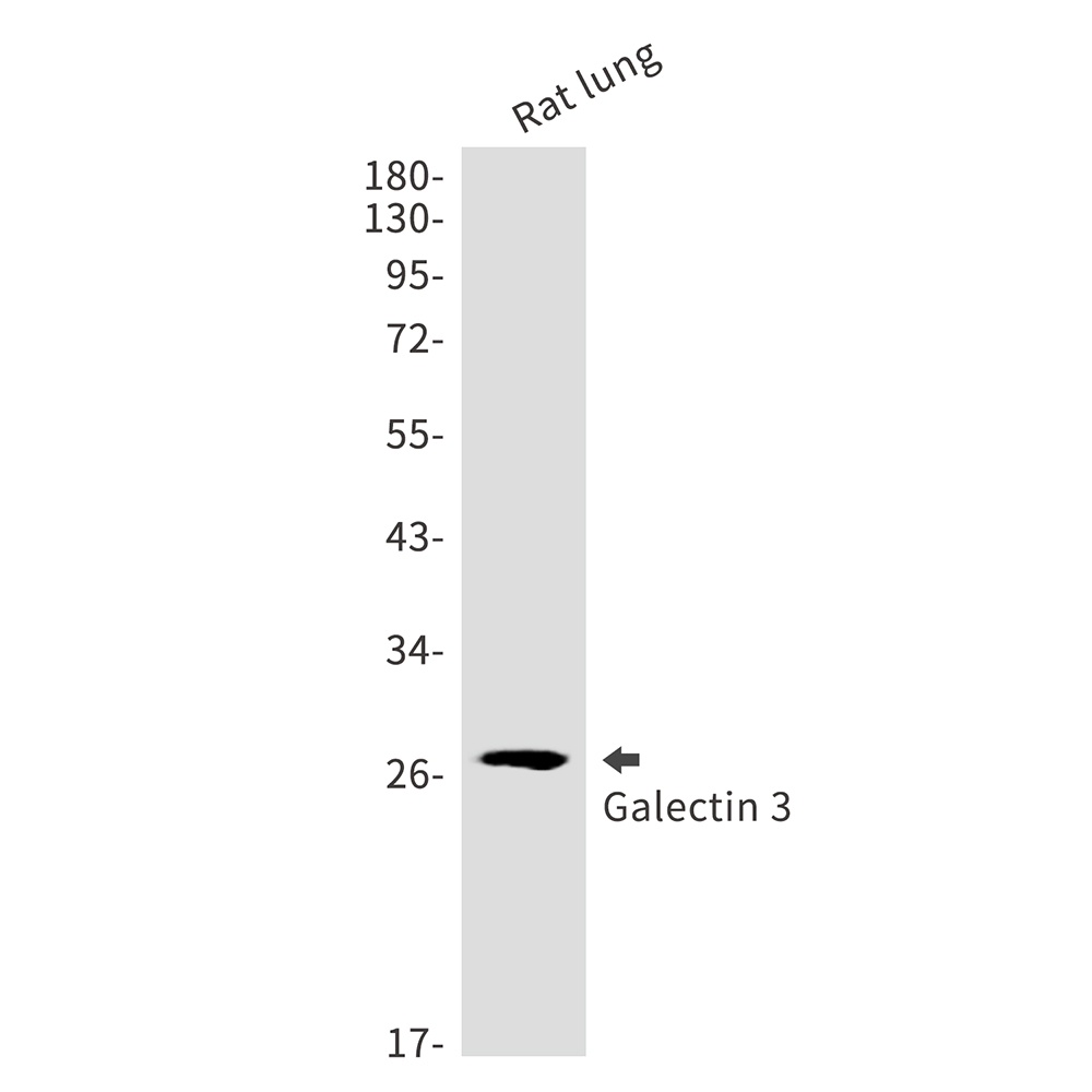 1 - Galectin 3 Rabbit mAb AP75472