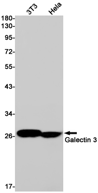 2 - Galectin 3 Rabbit mAb AP75472