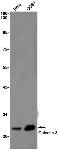 4 - Galectin 3 Rabbit mAb AP75473