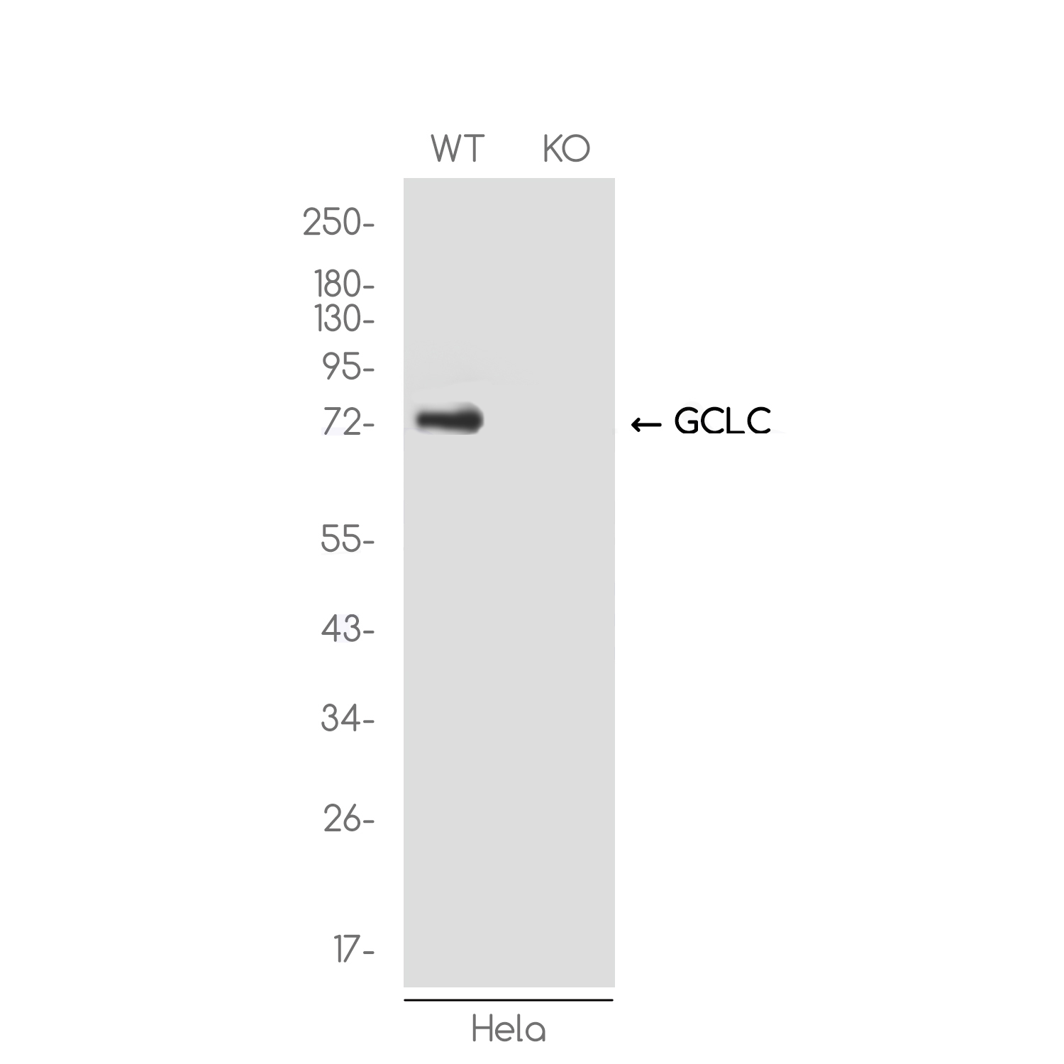 1 - [KO]GCLC Rabbit mAb AP75478