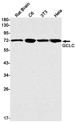 8 - [KO]GCLC Rabbit mAb AP75478