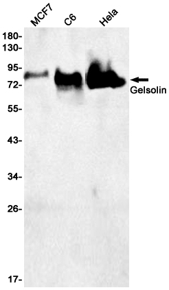 1 - Gelsolin Rabbit mAb AP75482