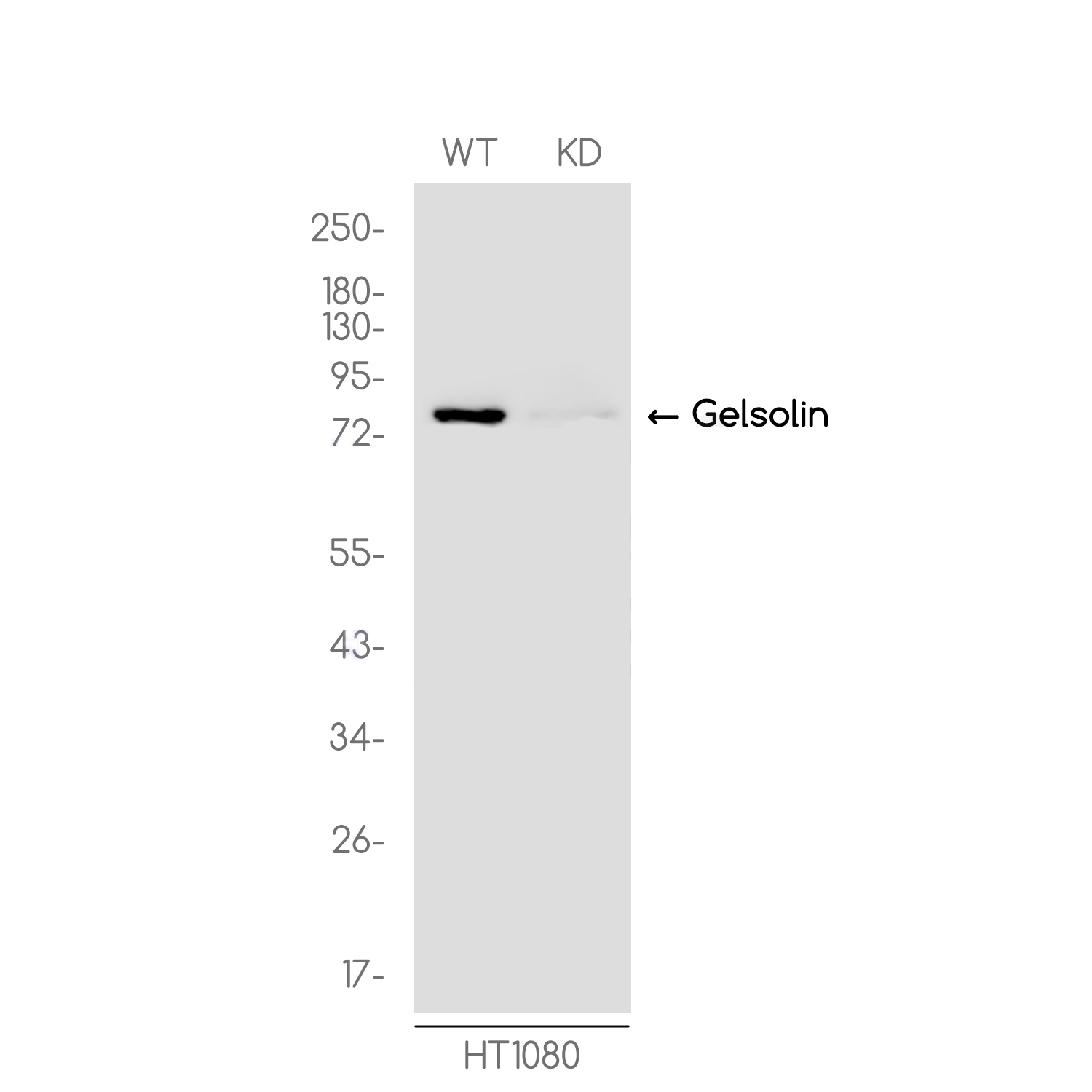 1 - [KD]Gelsolin Rabbit mAb AP75483