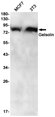 2 - [KD]Gelsolin Rabbit mAb AP75483
