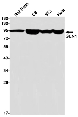 1 - GEN1 Rabbit mAb AP75486