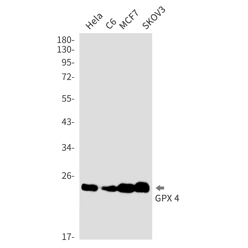 1 - Glutathione Peroxidase 4 Rabbit mAb AP75497
