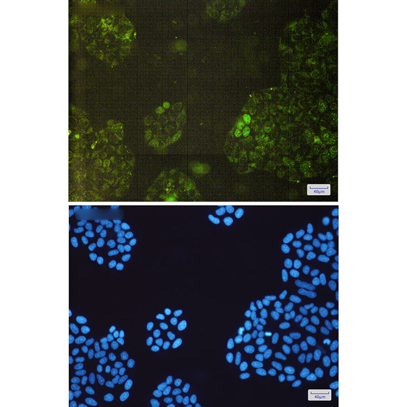 8 - [KD]GSTK1 Rabbit mAb AP75500