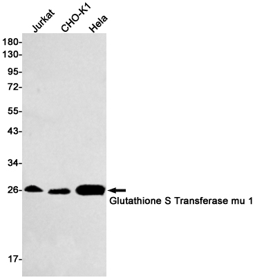 1 - Glutathione S Transferase mu 1 Rabbit mAb AP75501