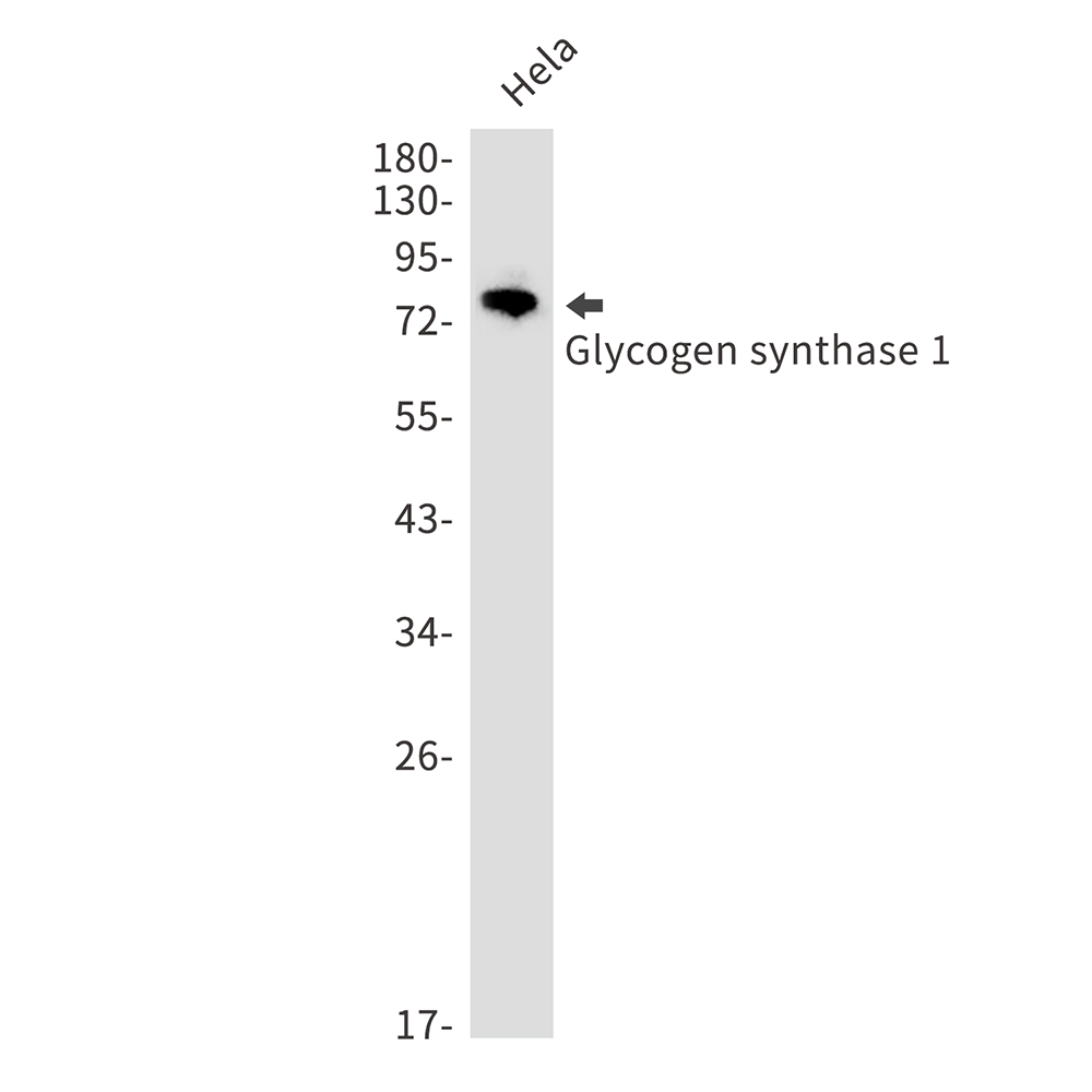 1 - Glycogen synthase 1/GYS1 Rabbit mAb AP75503