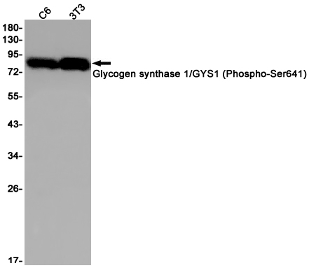 1 - Phospho-Glycogen synthase 1/GYS1(Ser641) Rabbit mAb AP75505
