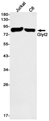 1 - Glyt2 Rabbit mAb AP75506