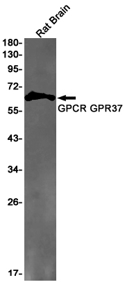 1 - GPR37 Rabbit mAb AP75512