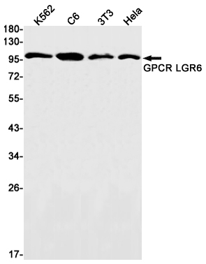 2 - LGR6 Rabbit mAb AP75513
