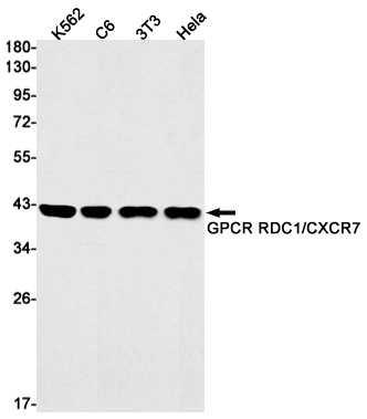 1 - RDC1/CXCR-7 Rabbit mAb AP75514