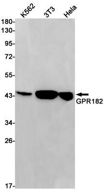 1 - GPR182 Rabbit mAb AP75516
