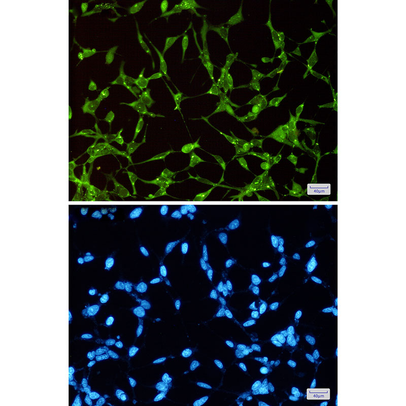 1 - GSK3 alpha Rabbit mAb AP75520