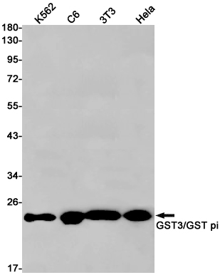 2 - GST3 / GST pi Rabbit mAb AP75521