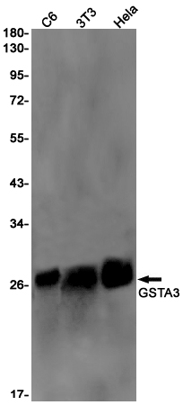 1 - GSTA3 Rabbit mAb AP75523