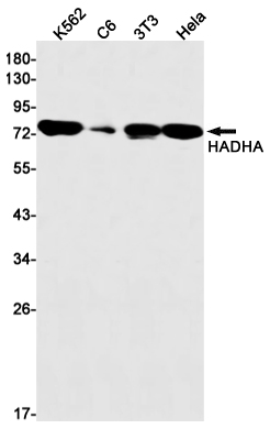 1 - HADHA Rabbit mAb AP75524