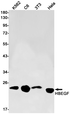 1 - HBEGF Rabbit mAb AP75527