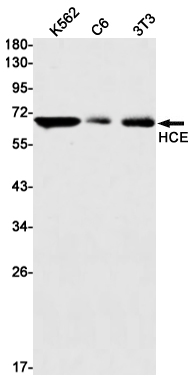 1 - HCE Rabbit mAb AP75528