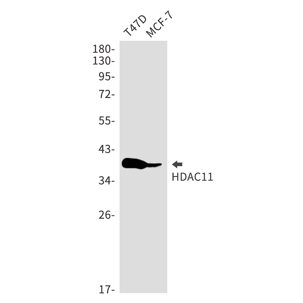 1 - HDAC11 Rabbit mAb AP75530