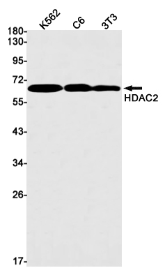 1 - HDAC2 Rabbit mAb AP75531