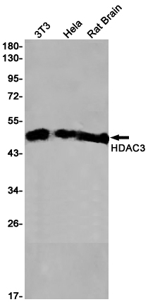 1 - HDAC3 Rabbit mAb AP75532