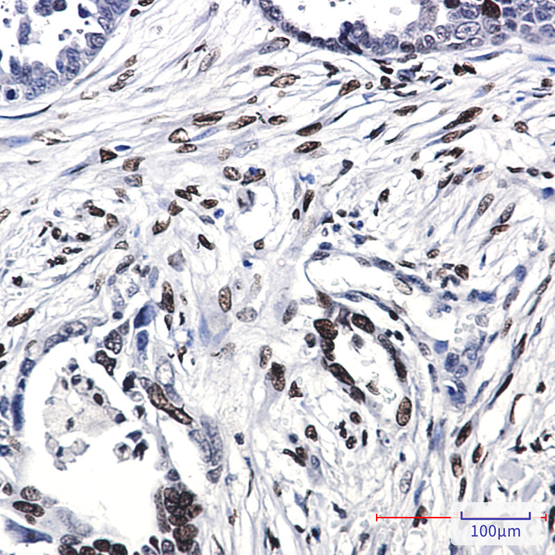 2 - Histone H1 Rabbit mAb AP75538