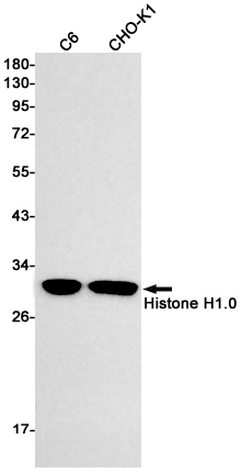 1 - Histone H1 Rabbit mAb AP75538