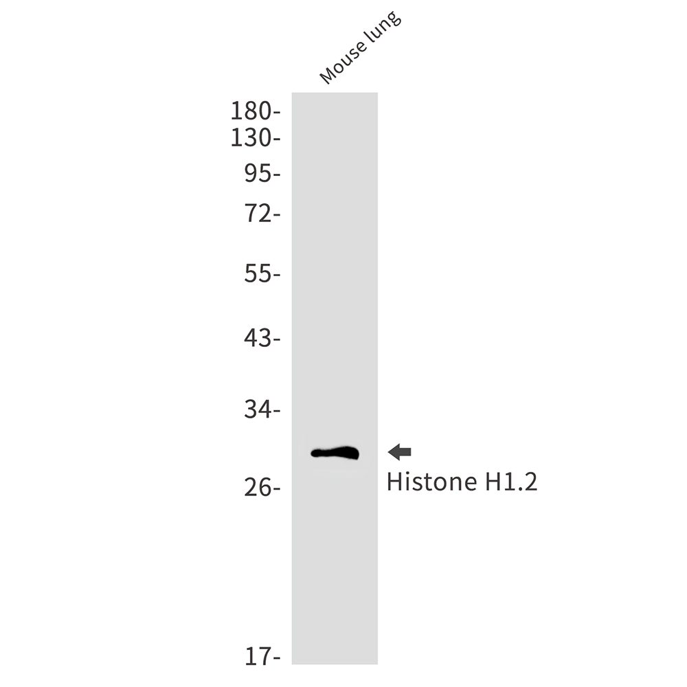 1 - Histone H1.2 Rabbit mAb AP75539