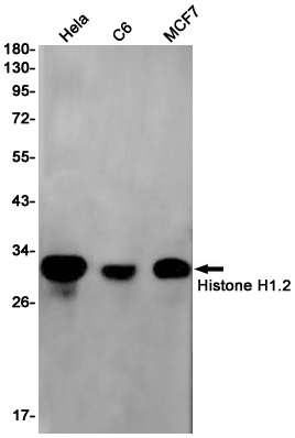 2 - Histone H1.2 Rabbit mAb AP75539