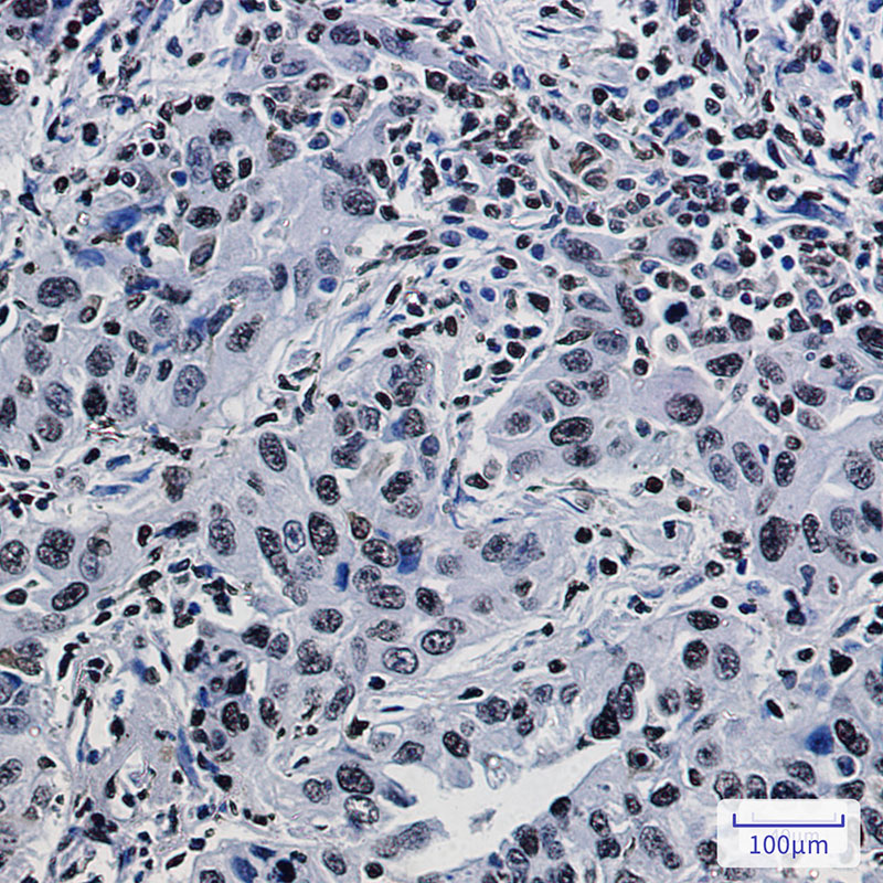 8 - Histone H1.3 Rabbit mAb AP75540