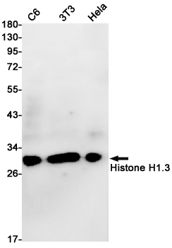1 - Histone H1.3 Rabbit mAb AP75540