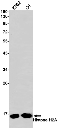 1 - Histone H2A Rabbit mAb AP75541