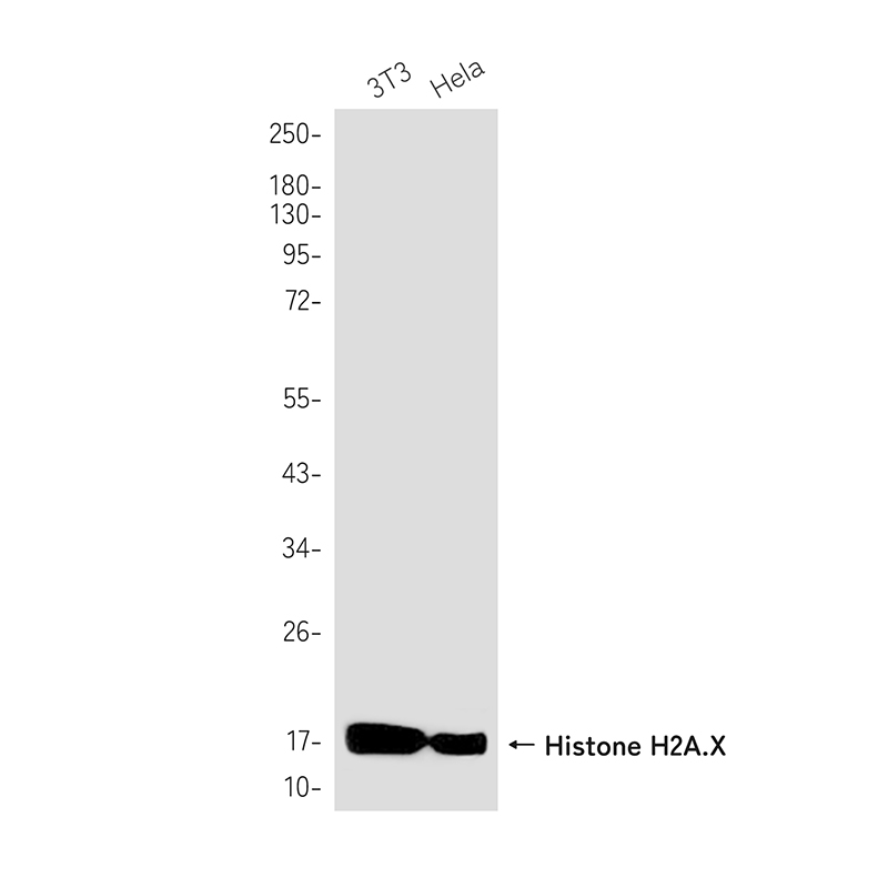 4 - Histone H2A.X Rabbit mAb AP75542