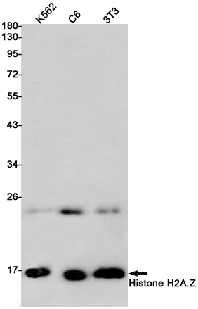 1 - Histone H2A.Z Rabbit mAb AP75543