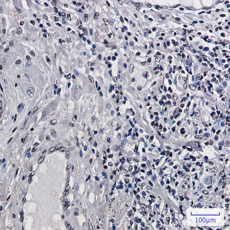 0 - Histone H2B Rabbit mAb AP75545