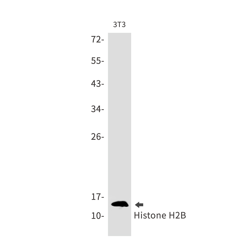 1 - Histone H2B Rabbit mAb AP75545