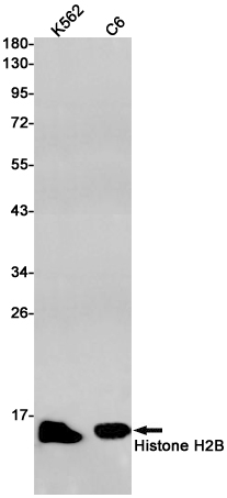 2 - Histone H2B Rabbit mAb AP75545