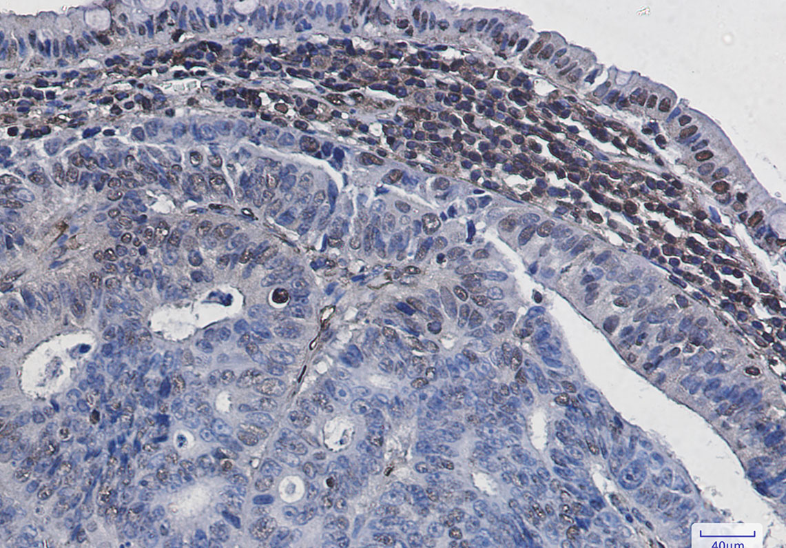 8 - Phospho-Histone H3 (Ser28) Rabbit mAb AP75546
