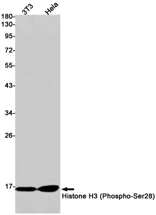 1 - Phospho-Histone H3 (Ser28) Rabbit mAb AP75546