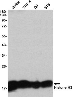 1 - Histone H3 Rabbit mAb AP75547