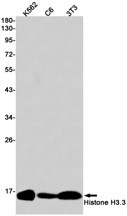 1 - Histone H3.3 Rabbit mAb AP75548
