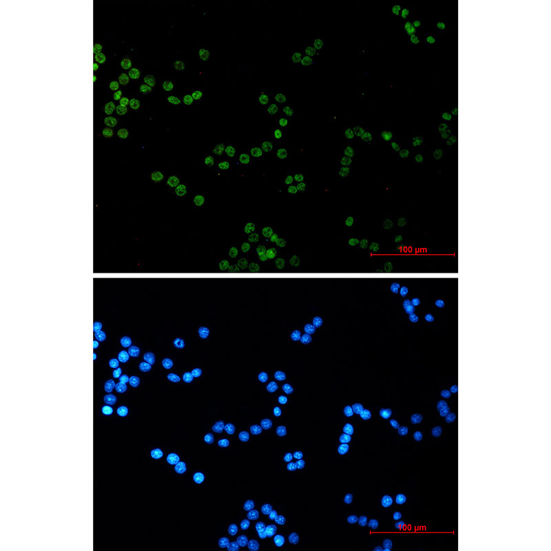 1 - Histone H4 Rabbit mAb AP75549