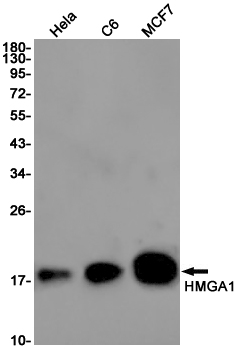 1 - HMGA1 Rabbit mAb AP75554