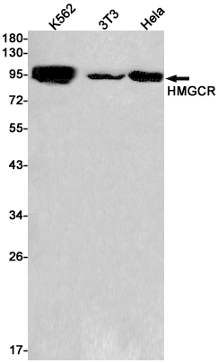 1 - HMGCR Rabbit mAb AP75556
