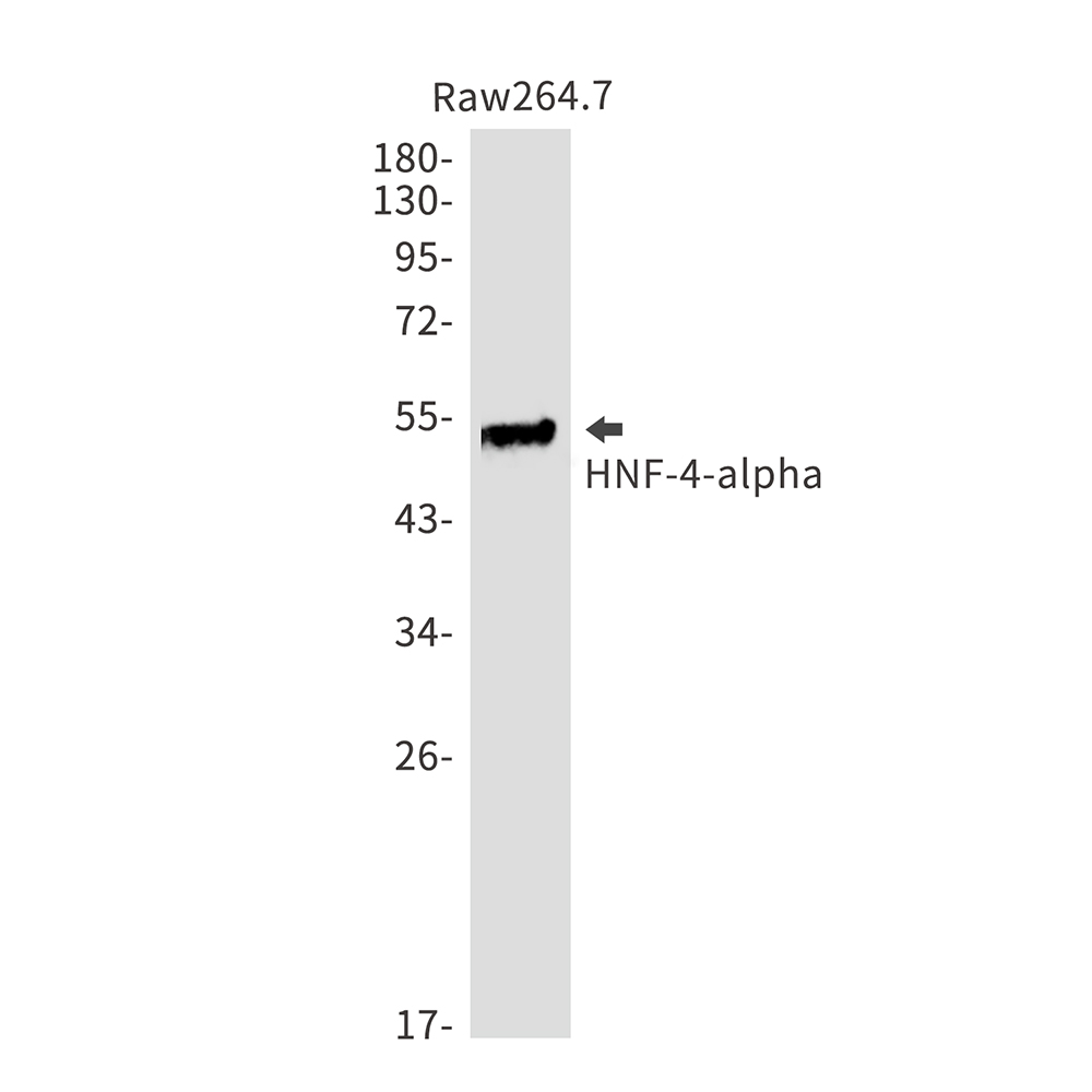 1 - HNF-4-alpha Rabbit mAb AP75557