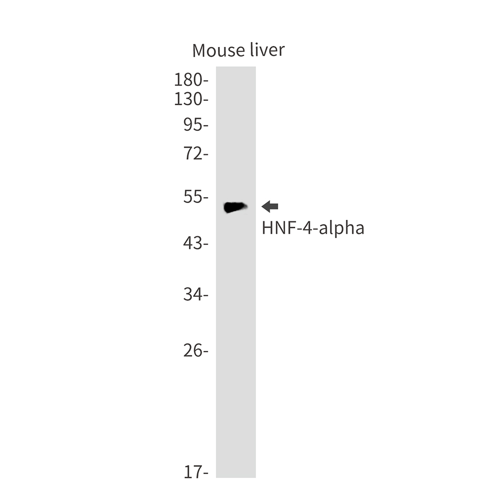 1 - HNF-4-alpha Rabbit mAb AP75558