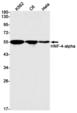 5 - HNF-4-alpha Rabbit mAb AP75558